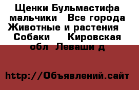 Щенки Бульмастифа мальчики - Все города Животные и растения » Собаки   . Кировская обл.,Леваши д.